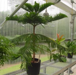 Araucaria heterophylla